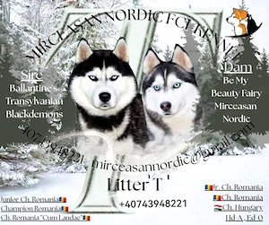 Pui Husky Siberian, părinți campioni!  - imagine 5