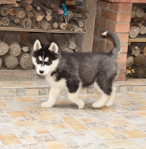 Pui Husky Siberian, părinți campioni!  - imagine 4