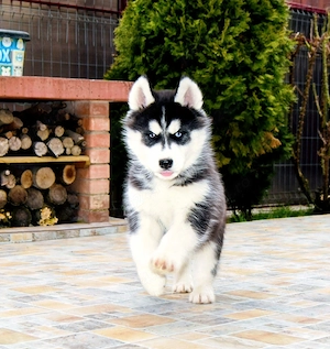 Pui Husky Siberian, părinți campioni!  - imagine 3