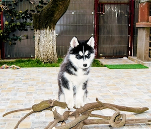 Pui Husky Siberian, părinți campioni!  - imagine 2