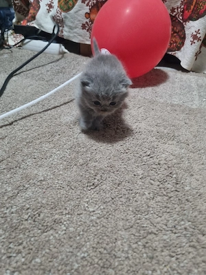 pisici british  - imagine 2