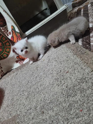 pisici british  - imagine 3