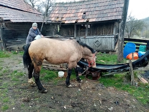 Iapă de vânzare - imagine 4