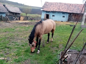 Iapă de vânzare - imagine 5