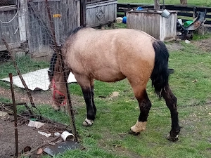 Iapă de vânzare - imagine 2