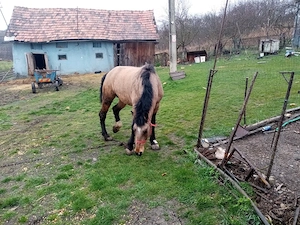 Iapă de vânzare - imagine 3