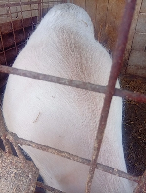 de vanzare - imagine 4