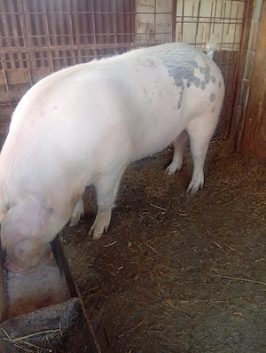 de vanzare - imagine 5