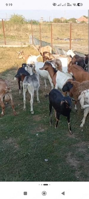 Vand iedute pt masa de paste