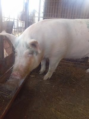 de vanzare - imagine 2