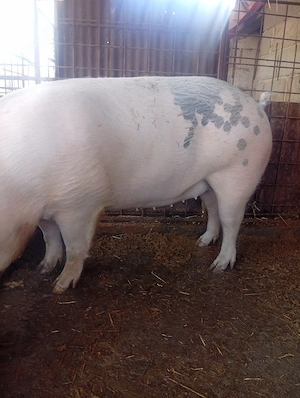 de vanzare - imagine 3