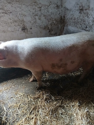 vand scroafa  landras gestanta - imagine 4