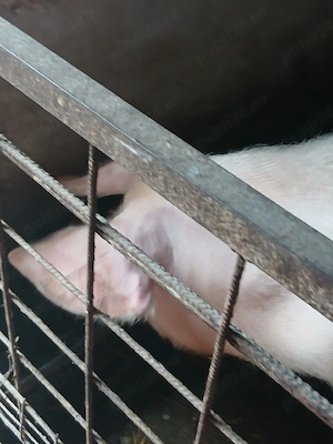 vand scroafa  landras gestanta - imagine 2