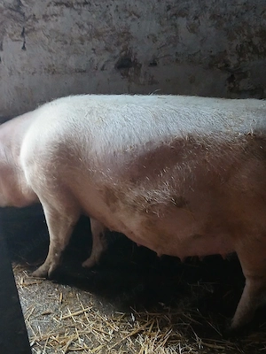 vand scroafa  landras gestanta