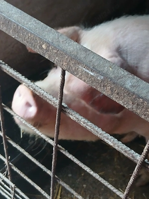 vand scroafa  landras gestanta - imagine 3