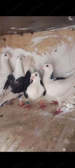 de vânzare sau schimb cu diverse animale  - imagine 2