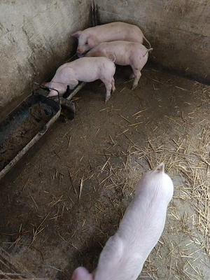 Purcei pietran x landras disponibili vaccinati și deparazitati  - imagine 5