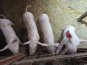 Purcei pietran x landras disponibili vaccinati și deparazitati  - imagine 3