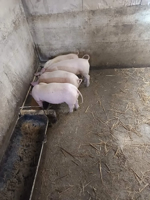 Purcei pietran x landras disponibili vaccinati și deparazitati  - imagine 4