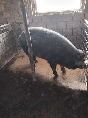 porc Duroc pentru sacrificat