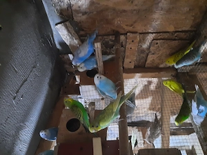 Perusi tineri disponibili  - imagine 3