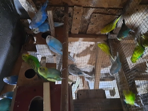 Perusi tineri disponibili  - imagine 2