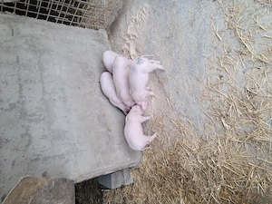 Purcei landrace de vinzare - imagine 3