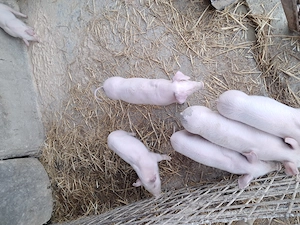 Purcei landrace de vinzare