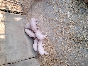 Purcei landrace de vinzare - imagine 5