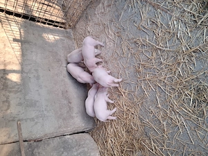 Purcei landrace de vinzare - imagine 4