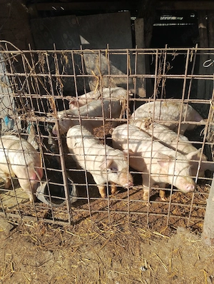 vand purcei si porc - imagine 2