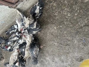 Vând rățoi și rațe leseti