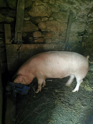 Vând porci - imagine 2