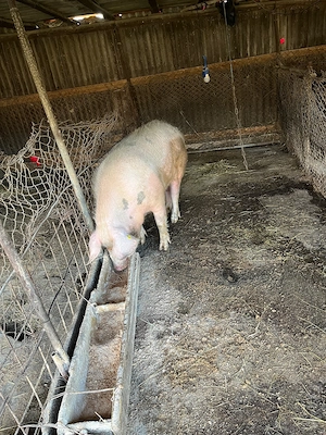 Scroafă de vanzare 160-170 kg - imagine 3