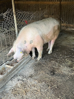 Scroafă de vanzare 160-170 kg - imagine 4