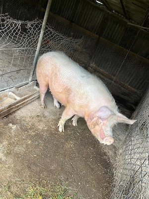 Scroafă de vanzare 160-170 kg - imagine 2