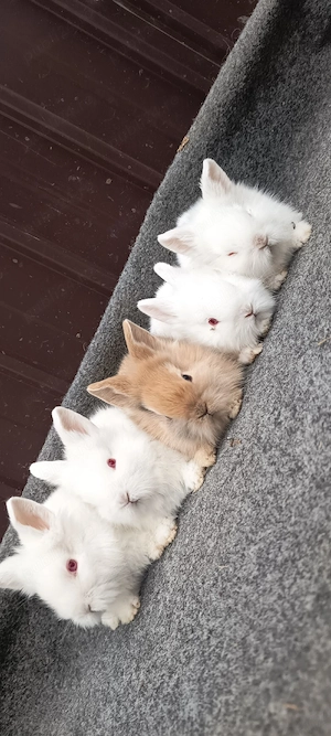 iepurasi cap de leu - imagine 5