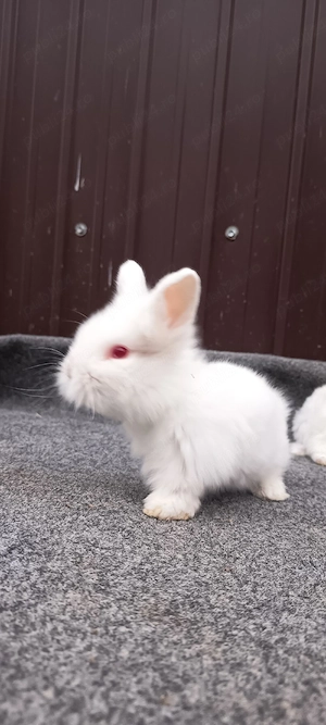 iepurasi cap de leu - imagine 3