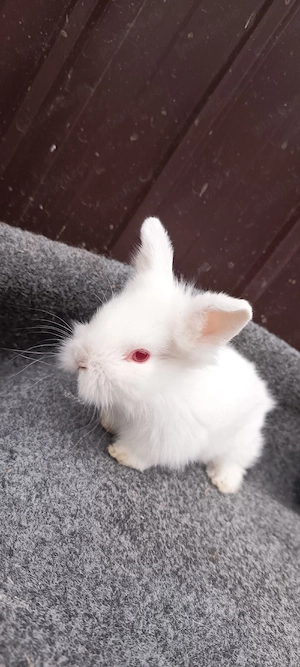 iepurasi cap de leu - imagine 4