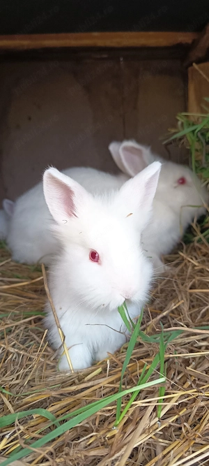 iepurasi cap de leu - imagine 2