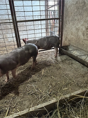 vand purcei pietrani belgieni parinti se vad in poze  - imagine 3