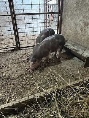 vand purcei pietrani belgieni parinti se vad in poze 