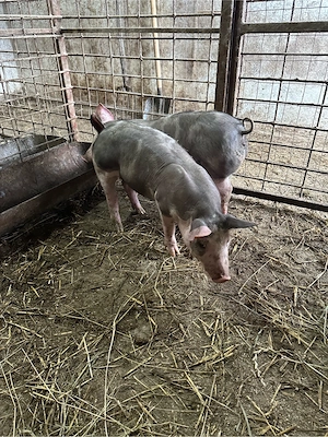 vand purcei pietrani belgieni parinti se vad in poze  - imagine 2