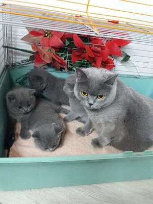 pui de pisica British Bluie Sorthair - imagine 3