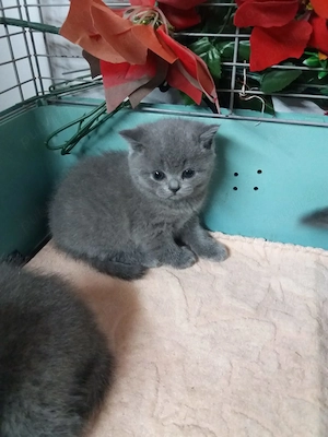 pui de pisica British Bluie Sorthair - imagine 5