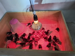 puisori  australorp negru