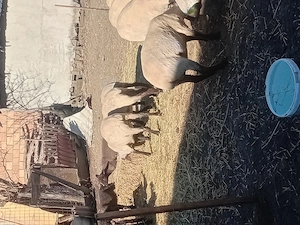 De vânzare 7 miori și 4 carlani - imagine 2