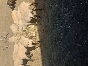 De vânzare 7 miori și 4 carlani - imagine 3