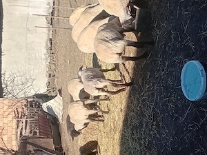 De vânzare 7 miori și 4 carlani