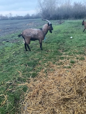 vind tap alpina  - imagine 2